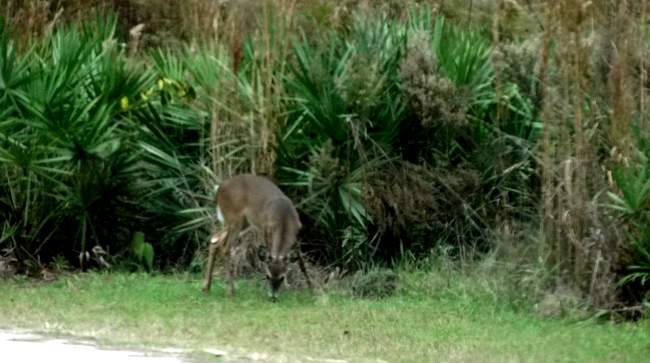 Mark spotted this deer and stopped the RV to watch until it disappeared into the jungle.  (Yes, I said "jungle"!)