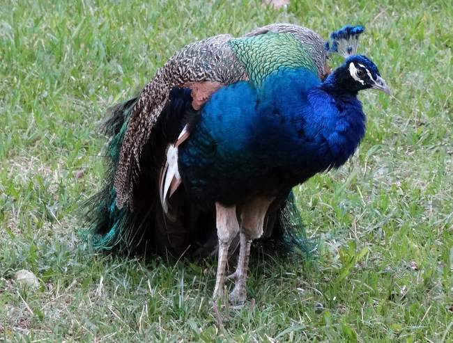 There were all different kinds of peacocks walking around the grounds.  This was my favorite.
