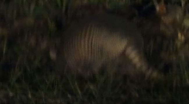 As we were wending our way through the jungle on our way home, we caught an armadillo in our headlights.