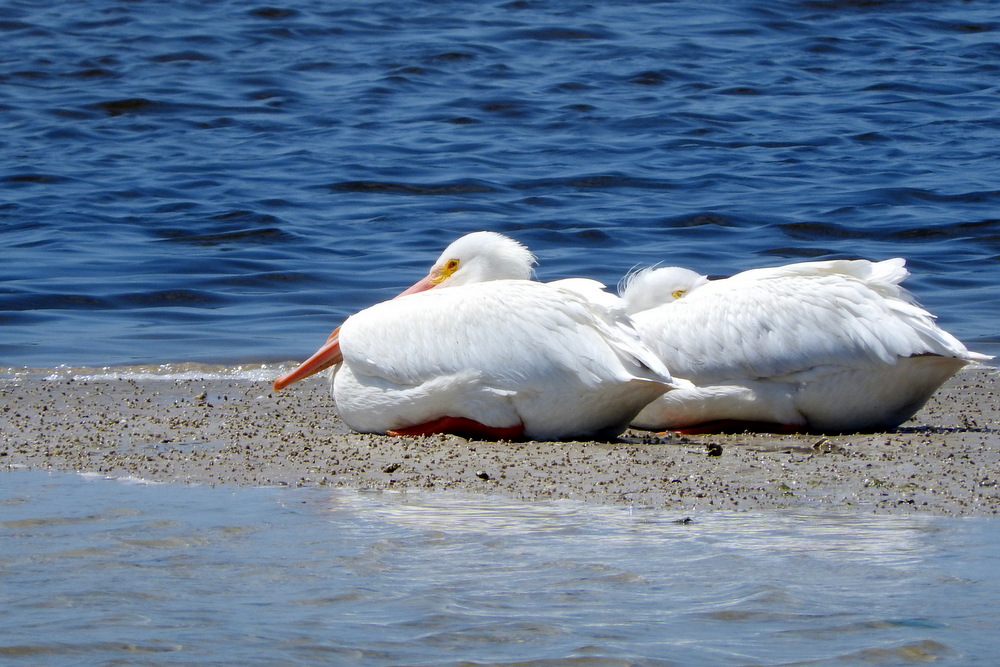 I think they're white pelicans.