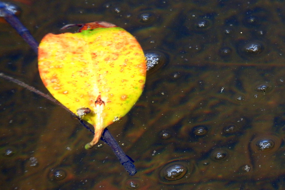 Leaf in the water