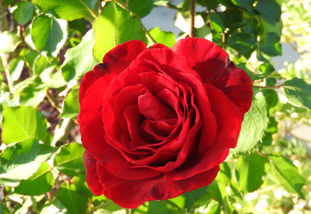 A red, red rose