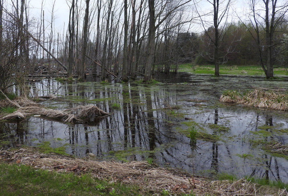 Part of the land was swampy.