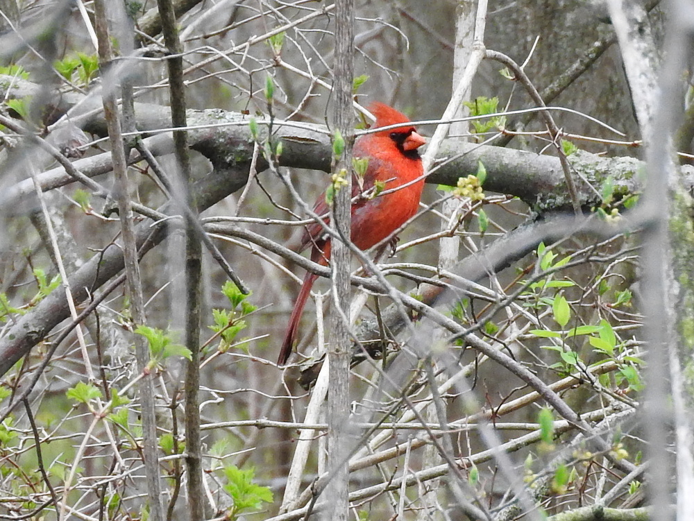 There were several beautiful birds including this cardinal.  They probably feel safe here.