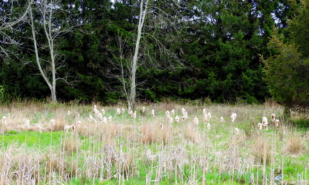 Open land with cattails