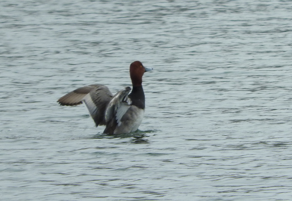 This appears to be some kind of red-headed duck.  Anyone know what it's called?