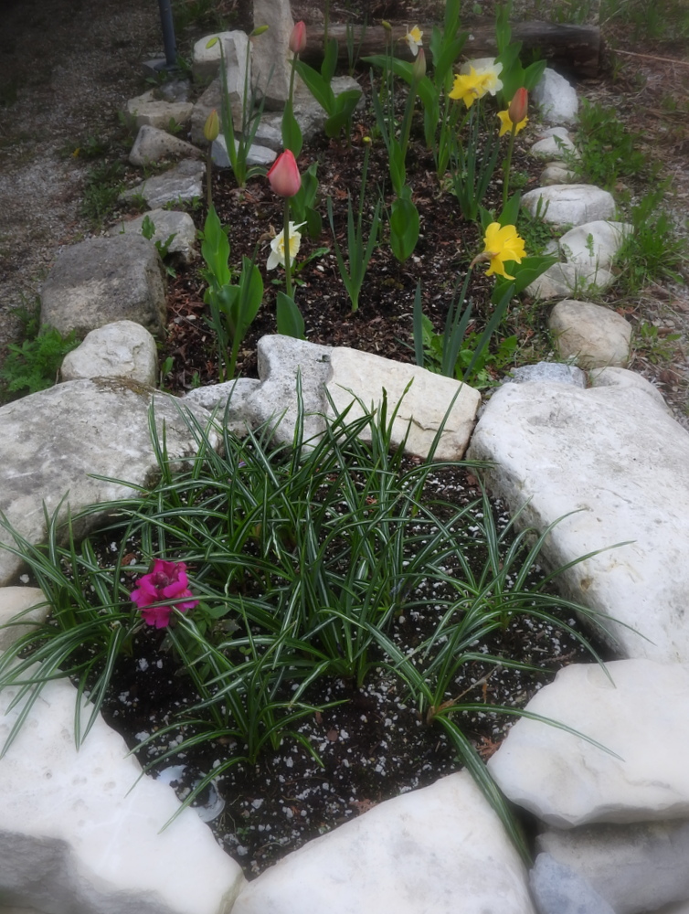 In the front are crocuses and the snapdragon I received at church on Mother's Day.  In the rear are daffodils and tulips.