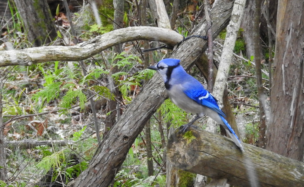 A blue jay waiting for his turn