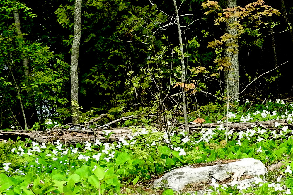 There were trilliums everywhere!