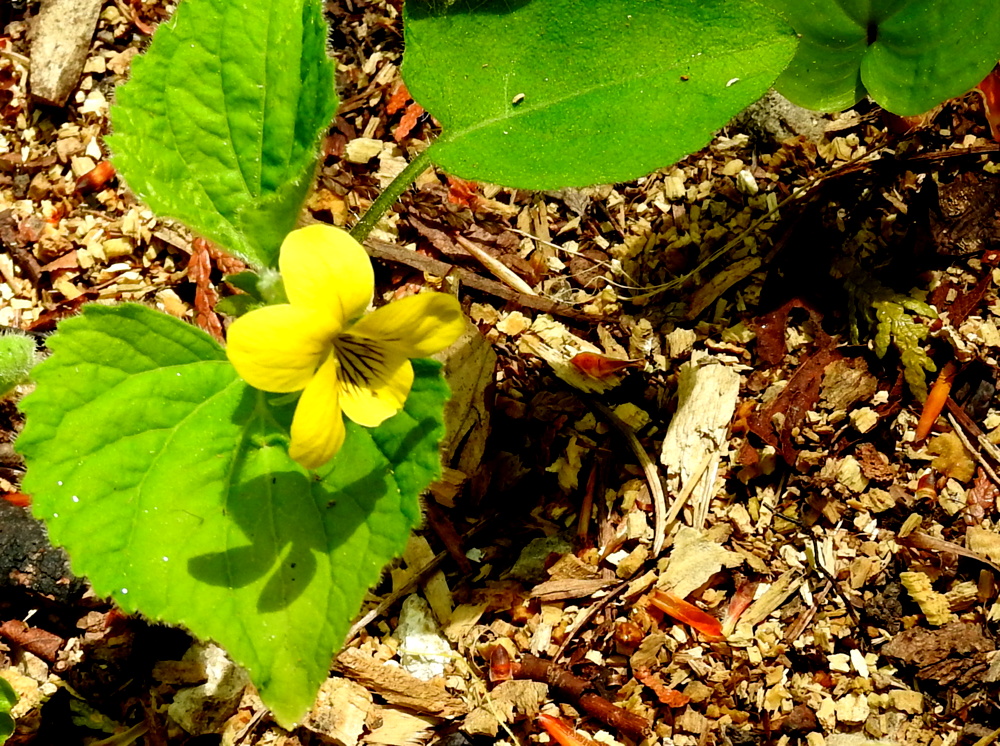 A yellow violet