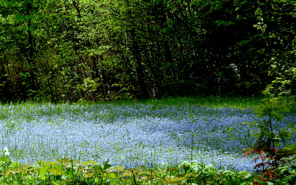 A field of blue