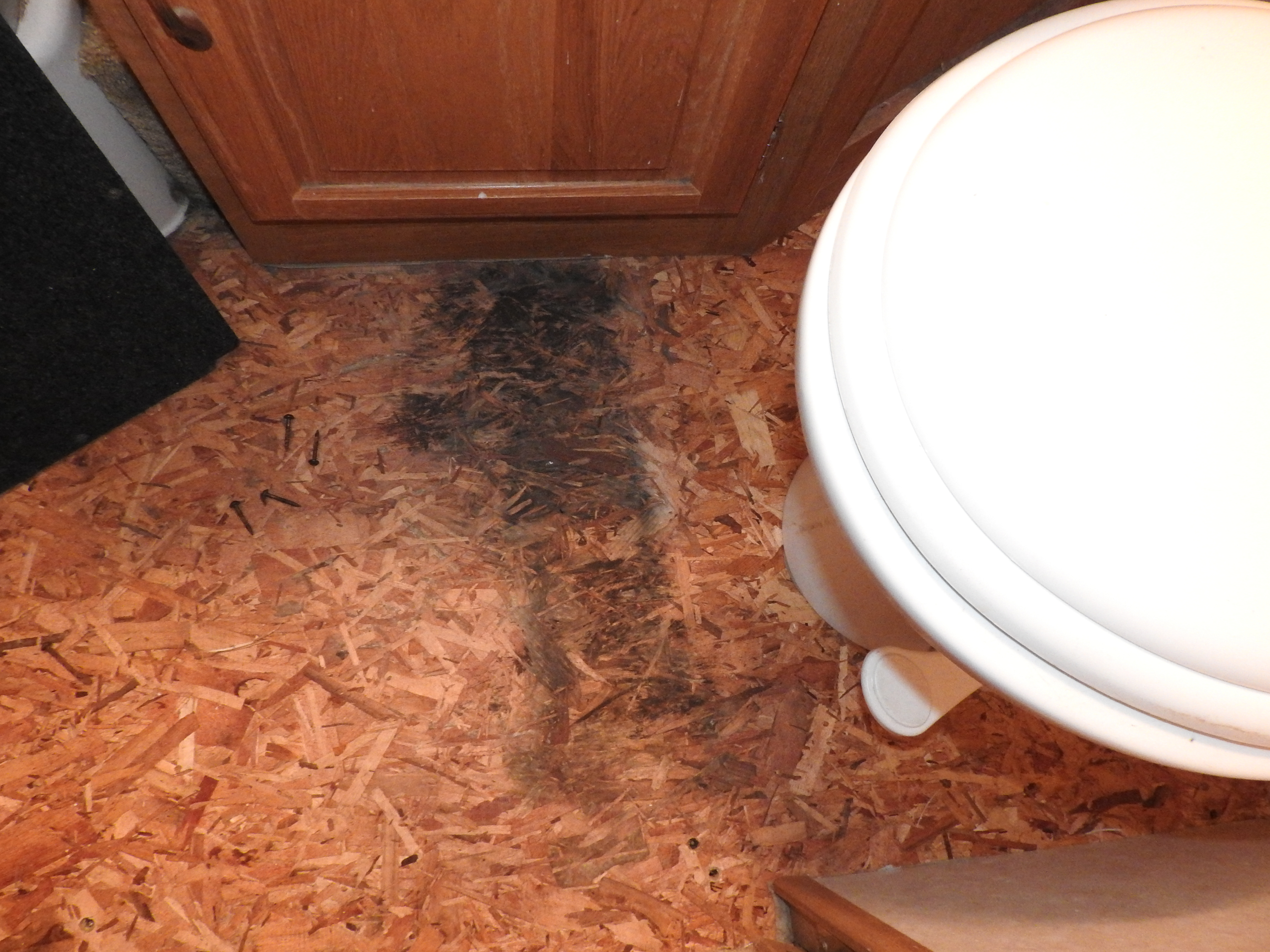 He was dreading it but we decided we should look under the bathroom linoleum too.  There was some rot there as well.