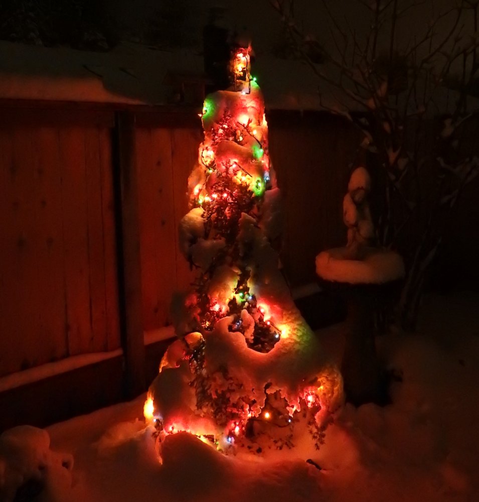 Lighted tree at night
