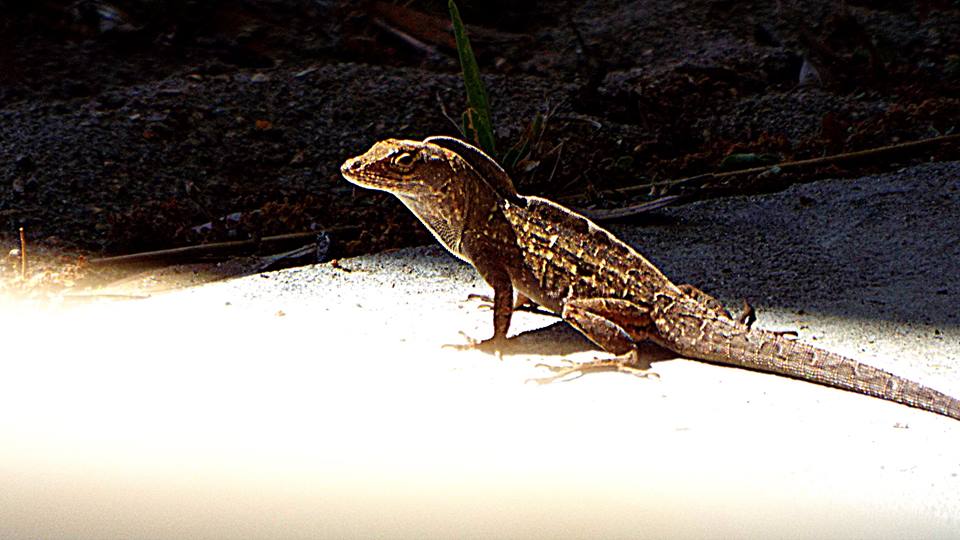 While Mark was still in Florida, he saw two of these kinds of lizards having a showdown.