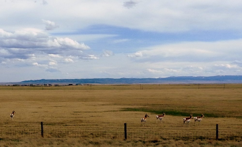Home, home on the range, where the deer and the antelope play!