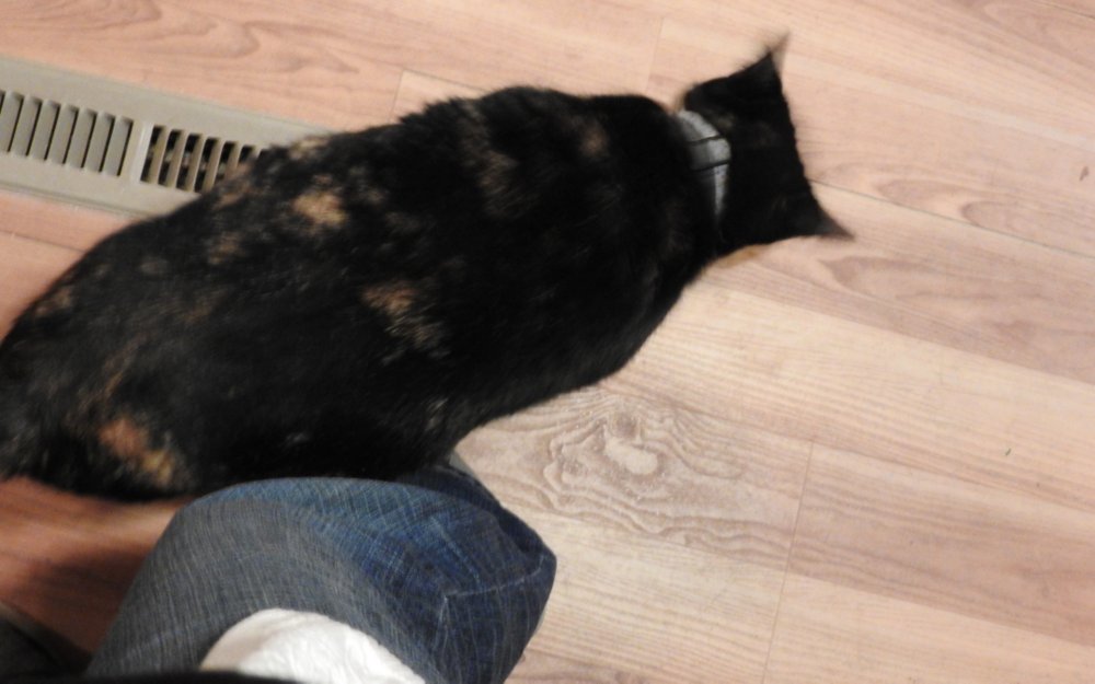 Kimba kept rubbing against my leg.