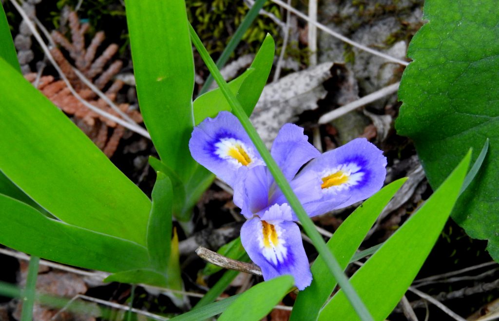 A miniature wild iris