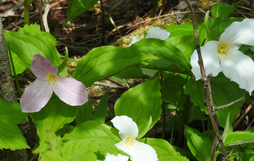 Trilliums