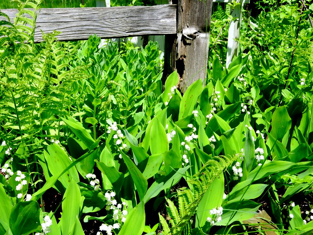 Lilly of the Valley smells heavenly on the walk to our front door.