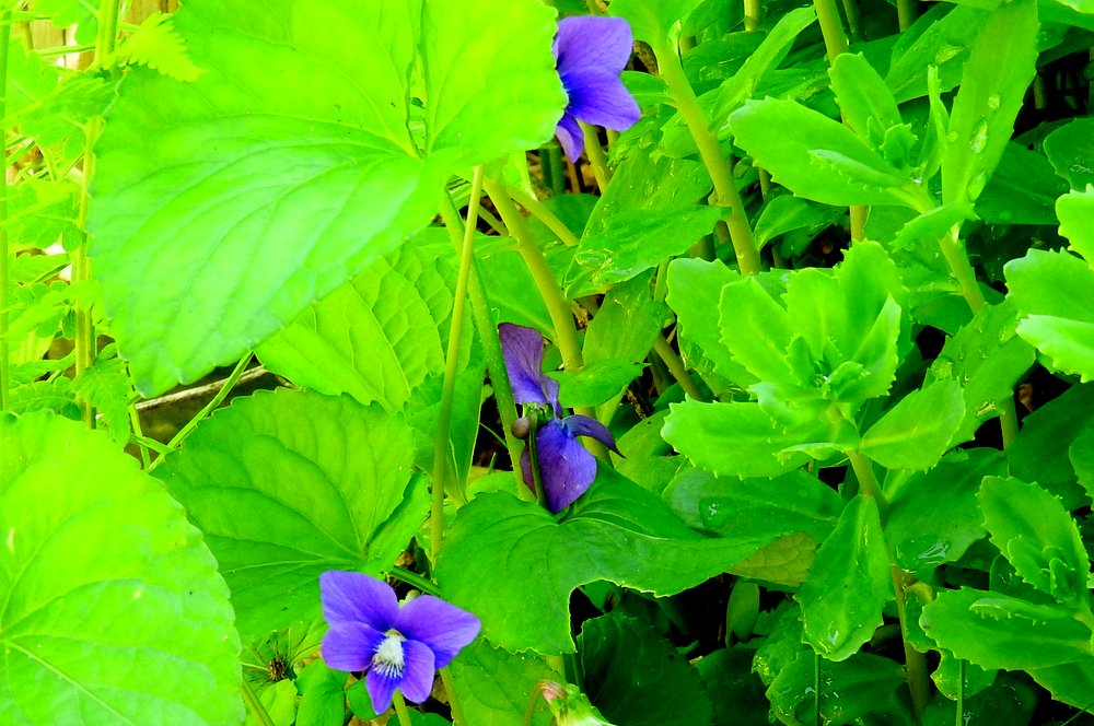 Shy violets