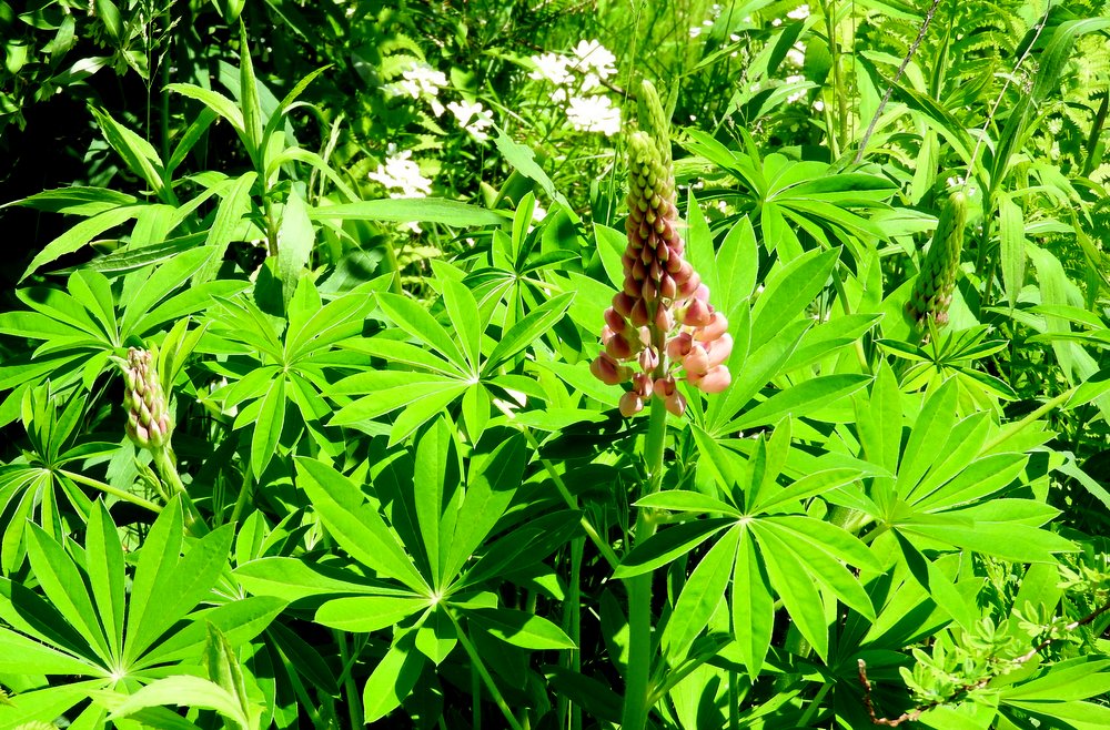 Lupine, if I'm not mistaken