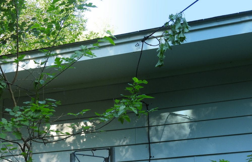 The scariest thing about the grape vines was that they had wrapped themselves around the wiring that comes into the house. You can still see a remnant hanging from this wire.